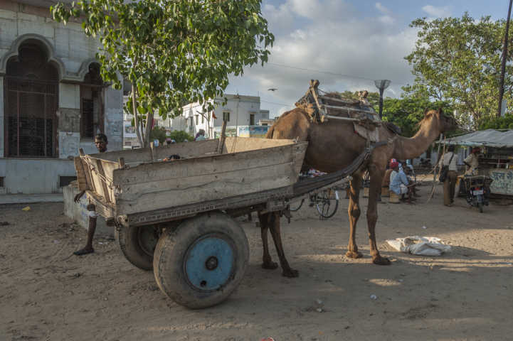 88 - India - carro con dromedario